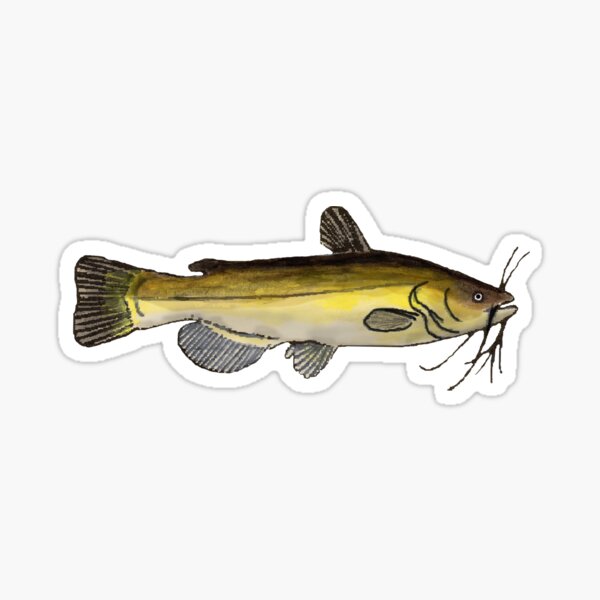 Yellow Bullhead Sticker