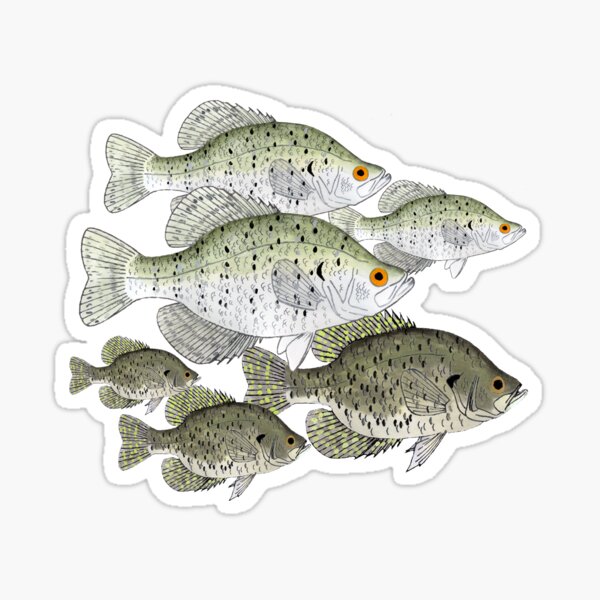 Crappie Fishing Merch & Gifts for Sale