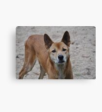Dingo Canvas Print