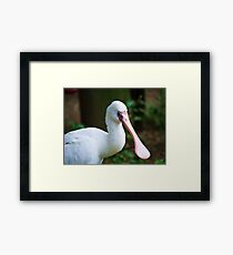 Spoon Bill Framed Print