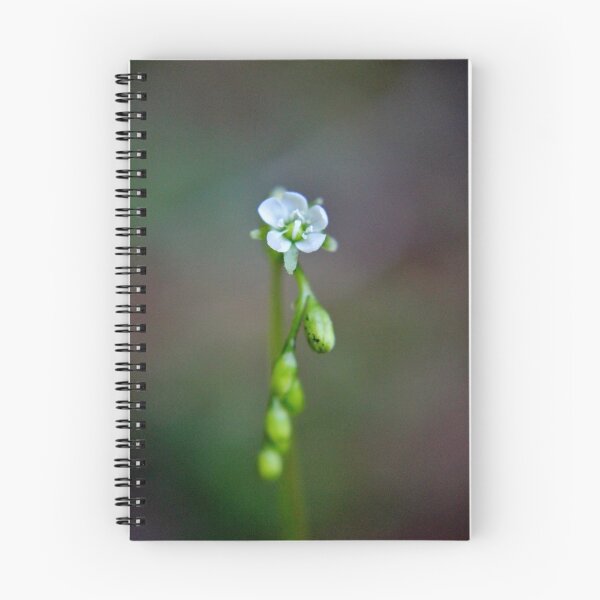 Item preview, Round-leaved Sundew II designed and sold by Kathleen Daley.