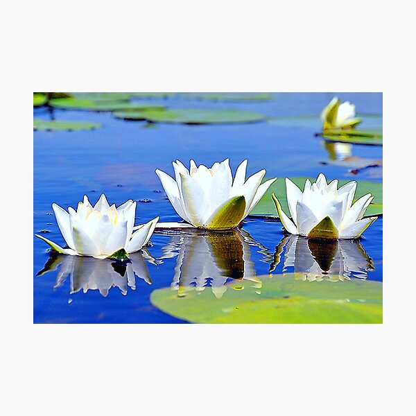 ...As lilies by the rivers of waters ... Photographic Print