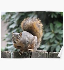 Curious Visitor Poster