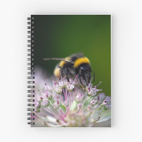 Item preview, 'bbzzzzzz' in my Peebles garden designed and sold by rosie320d.