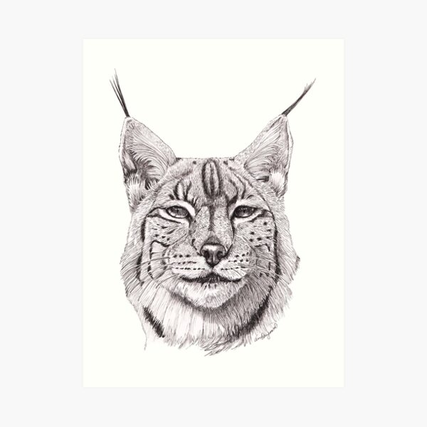 Kunstdrucke Luchs Redbubble