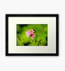 Insect Framed Print