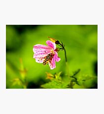 Insect Photographic Print