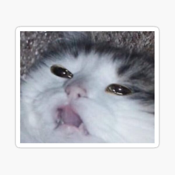 crying cat Sticker