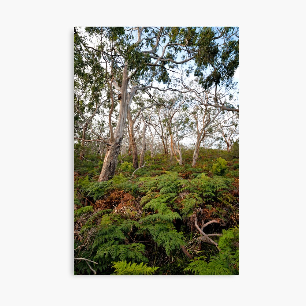 Cape Otway Canvas Print