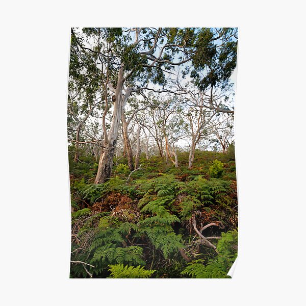 Cape Otway Poster