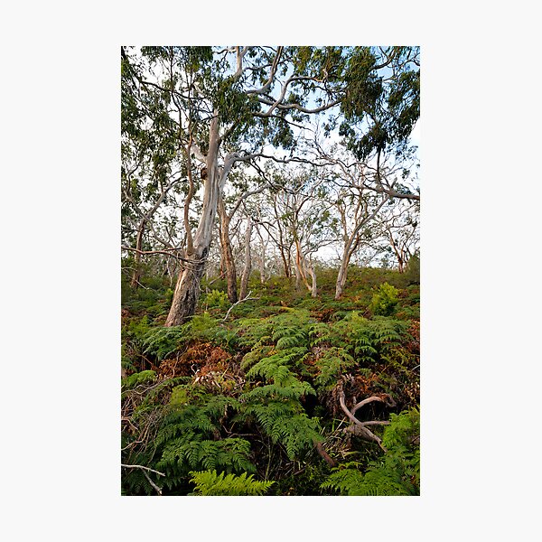 Cape Otway Photographic Print
