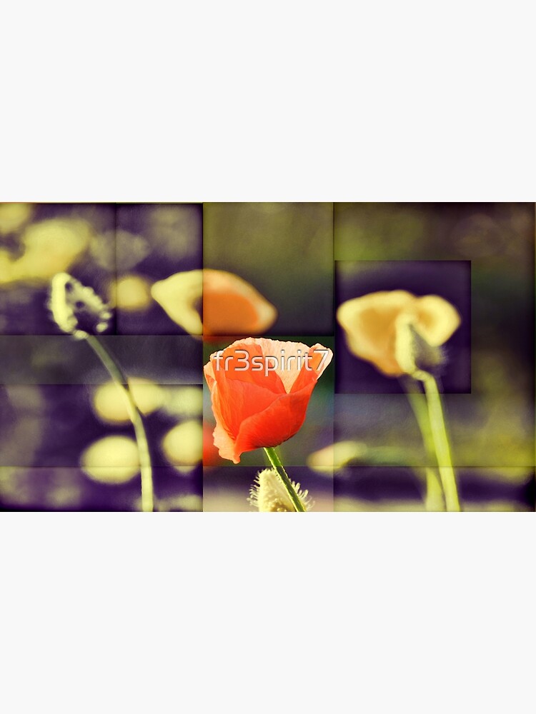 California Poppy(2) by fr3spirit7