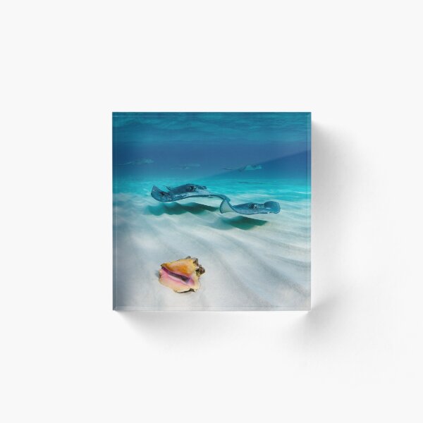 Cayman Stingrays Acrylic Block