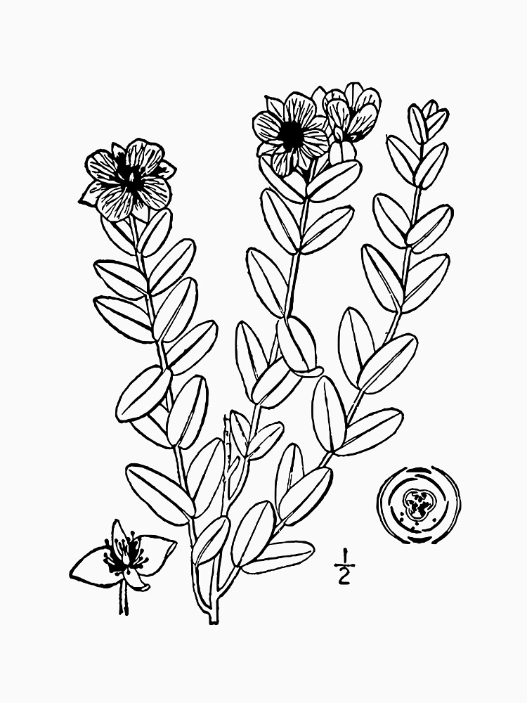 Copy of Botanical Scientific Illustration Black and White Hypericum by pahleeloola