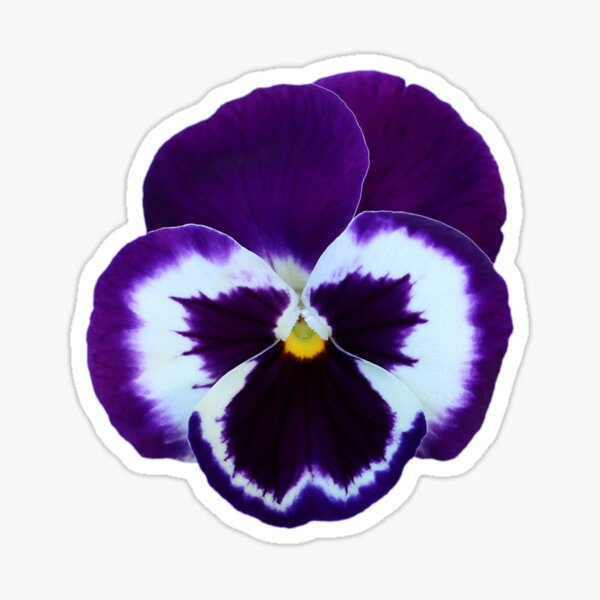 Item preview, Pansy designed and sold by SweepingShadows.