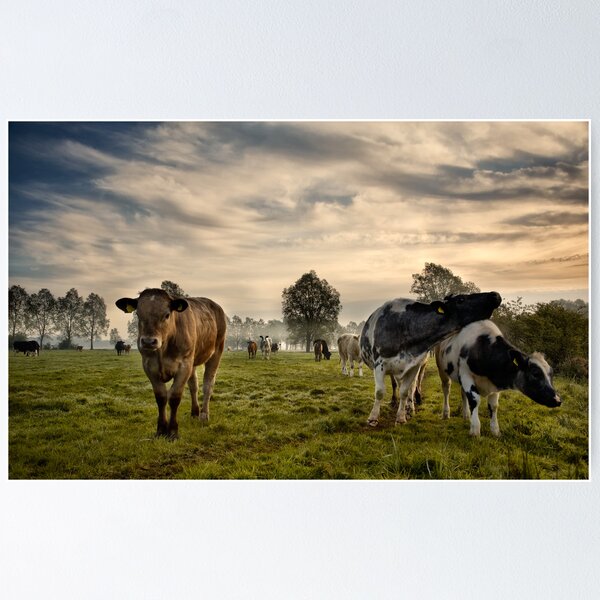 Item preview, Cows In The Morning designed and sold by Kathy Wright.