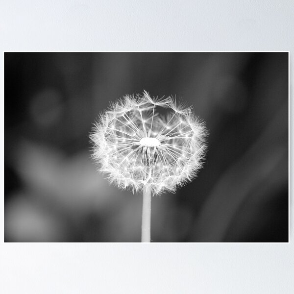 Item preview, Walk in the Garden - B&W designed and sold by Jake Eisner.