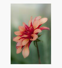Dahlia Photographic Print
