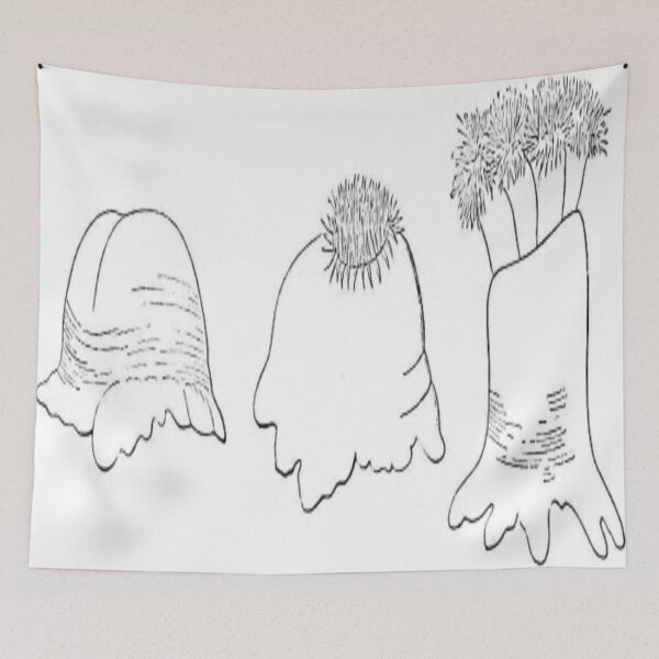 Item preview, Sea anemone expansion degrees designed and sold by ZoologyKat.