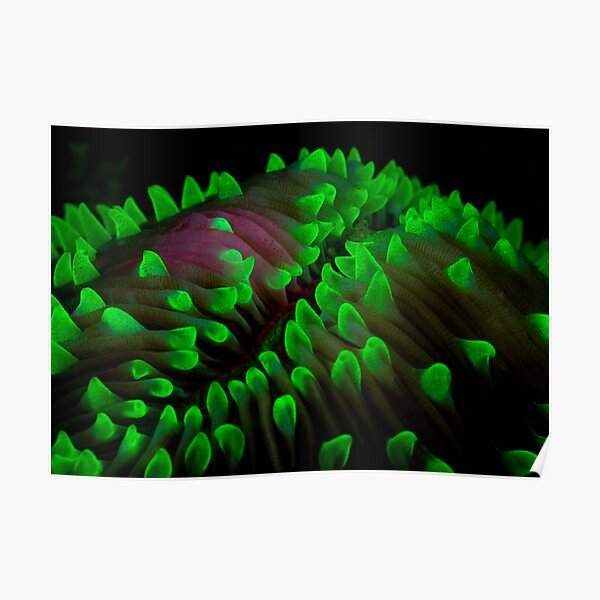 Coral fluorescence Poster