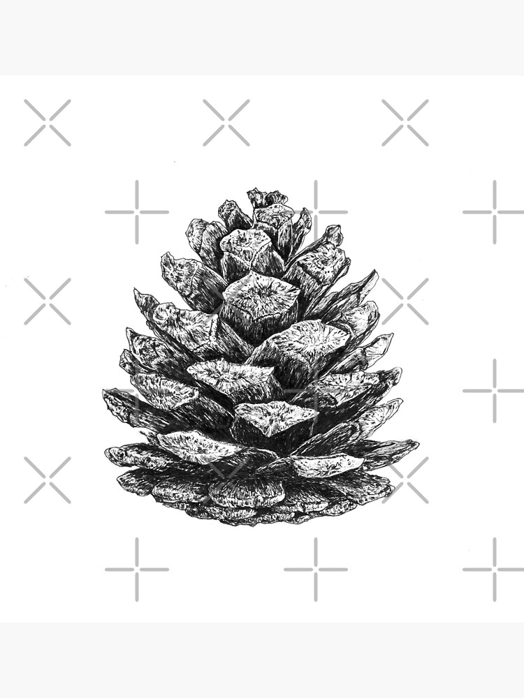 Pinus brutia var. pityusa by lexihastra