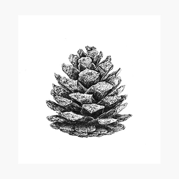 Item preview, Pinus brutia var. pityusa designed and sold by Aleksandra Kabakova.