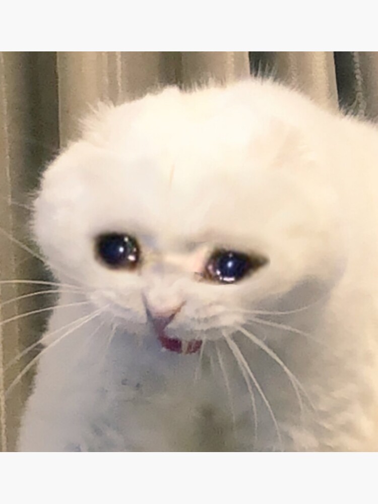 Dog Crying Cat Meme