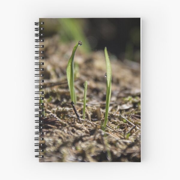 Item preview, First shoots After first sprinkle of rain 20150429 1802 designed and sold by Fred Mitchell.