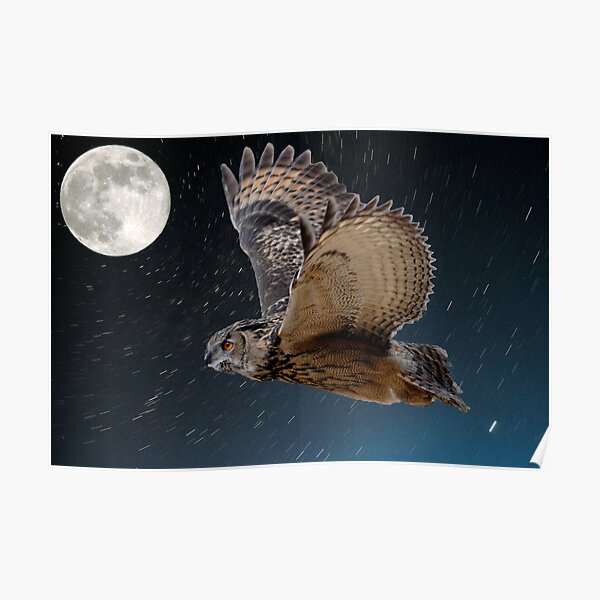 Eagle owl and the stars Poster