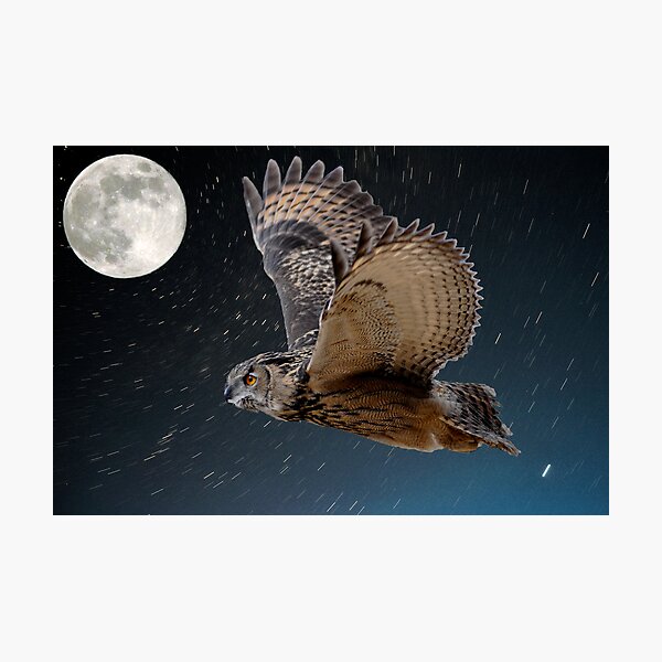 Eagle owl and the stars Photographic Print