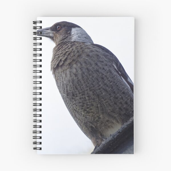 Item preview, Young magpie 20190513 0382 designed and sold by Fred Mitchell.