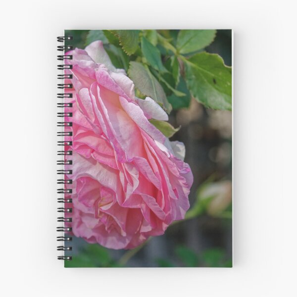 Item preview, Red rose Currie garden 20190513 0384  designed and sold by Fred Mitchell.