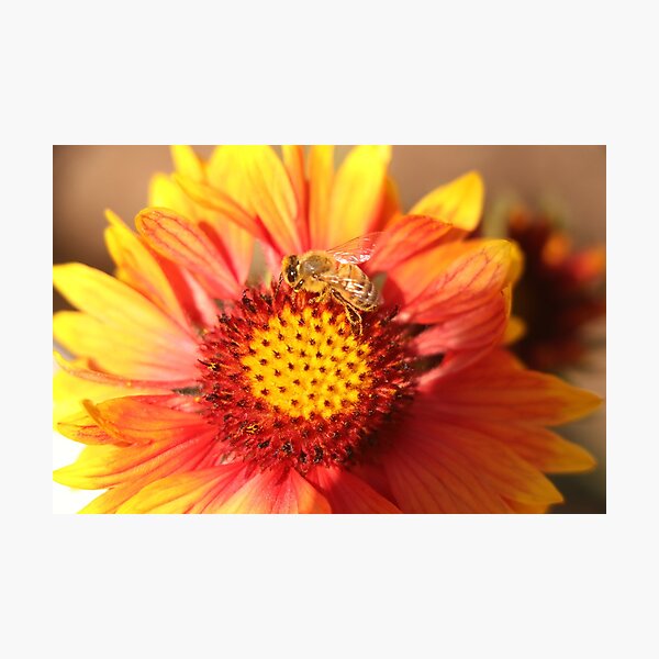 Bee On Daisy Photographic Print