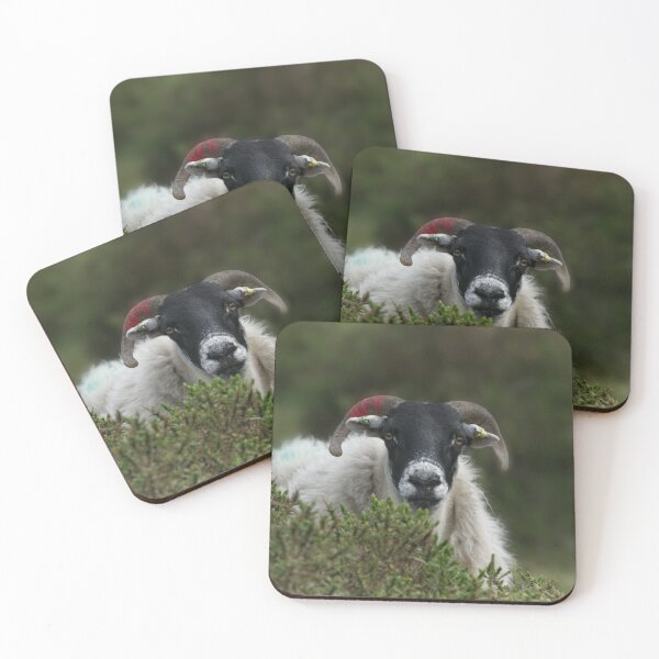 Item preview, Scottish Blackface designed and sold by rawshutterbug.