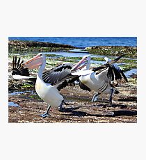 Pelican Chase Photographic Print