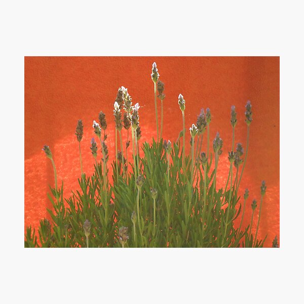 Item preview, lavender (the visitor) designed and sold by marella.