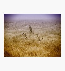 Ukrainian steppe. Photographic Print