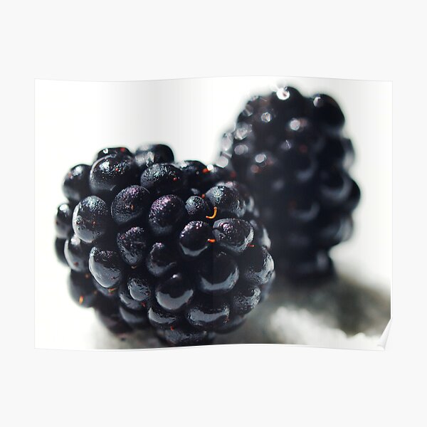 Blackberries Poster