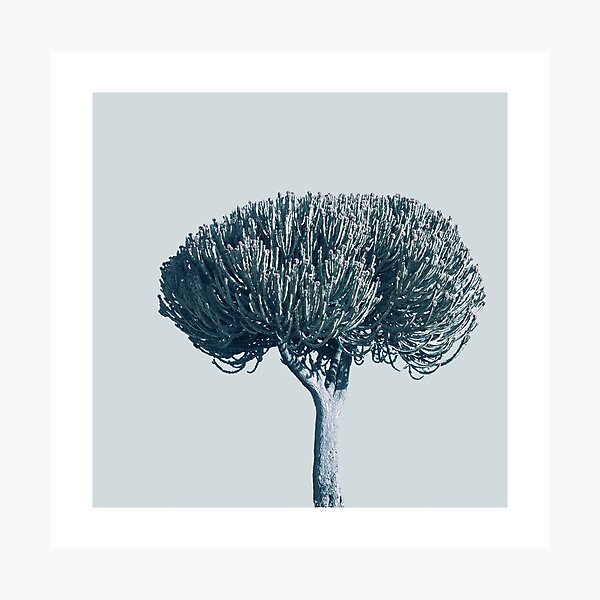 Monochrome - Candelabra tree Photographic Print