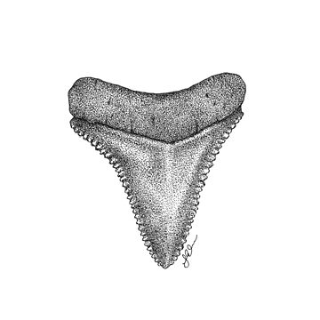 Imagen de la obra Diente de tiburón de laurenicole-art