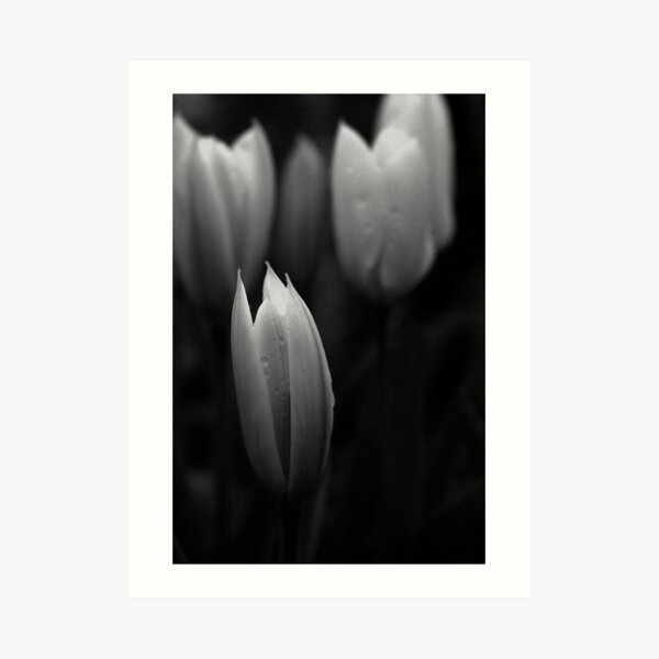 Black and white in the garden Art Print