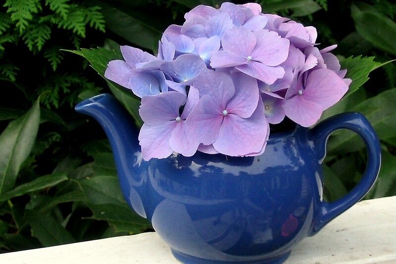 "HYDRANGEA IN TEAPOT" by Joan Harrison Redbubble