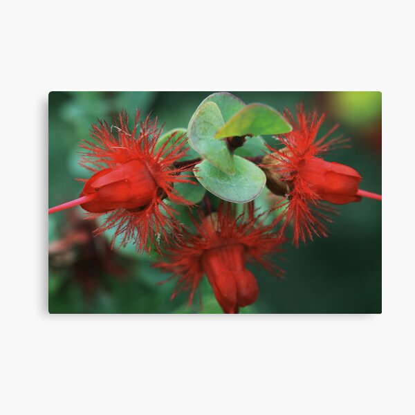 Item preview, Verticordia grandis designed and sold by andrachne.