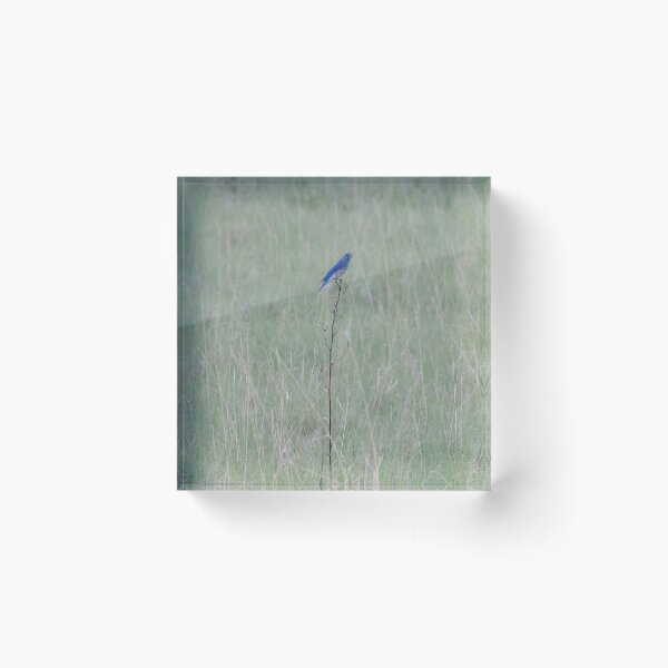 Item preview, Mountain Bluebird in Grassy Field designed and sold by picadillyprints.