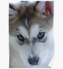 Balto Poster