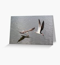 Skimmers Greeting Card