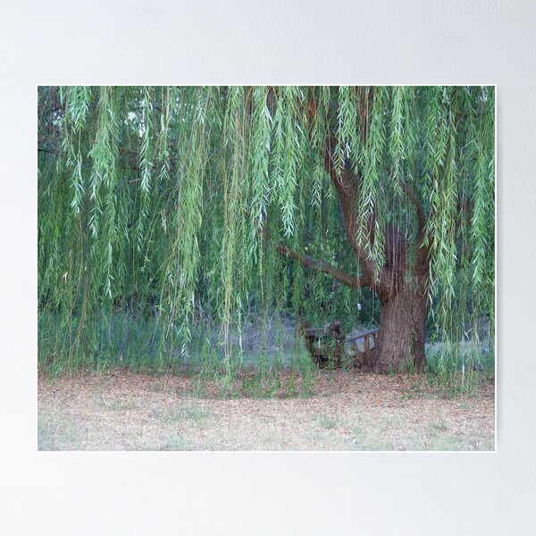 Willow Tree On The Pond Background, Weeping Willow Tree Picture, Weeping  Willow, Green Background Image And Wallpaper for Free Download