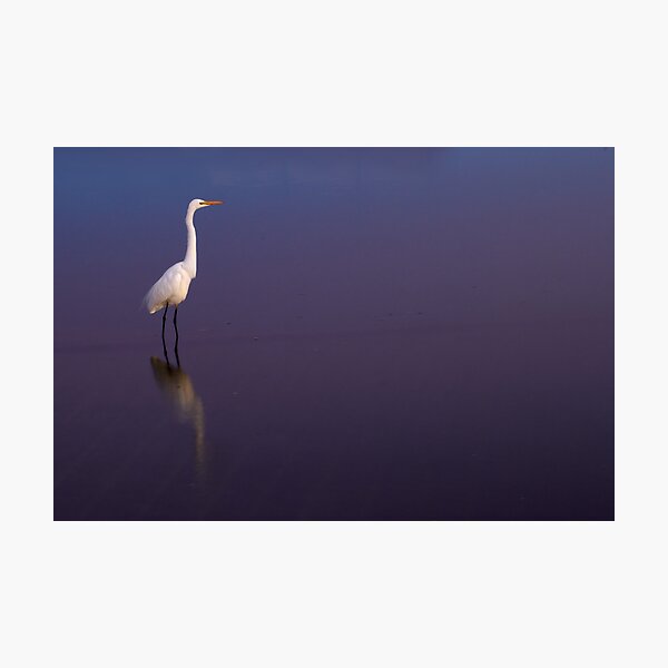 White on blue Photographic Print