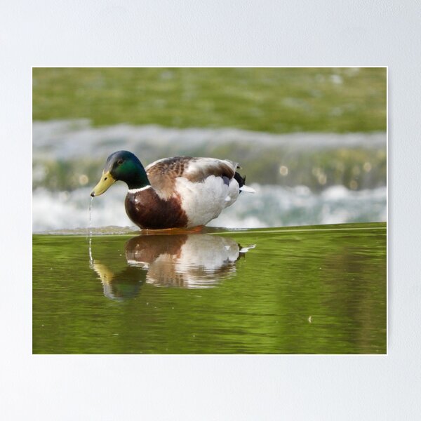 Item preview, Mallard Duck Drip designed and sold by KnutsonKr8tions.