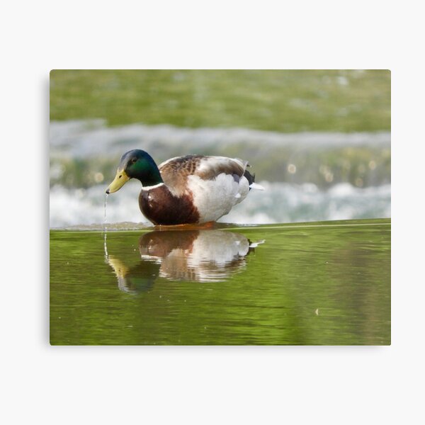Mallard Duck Drip Metal Print
